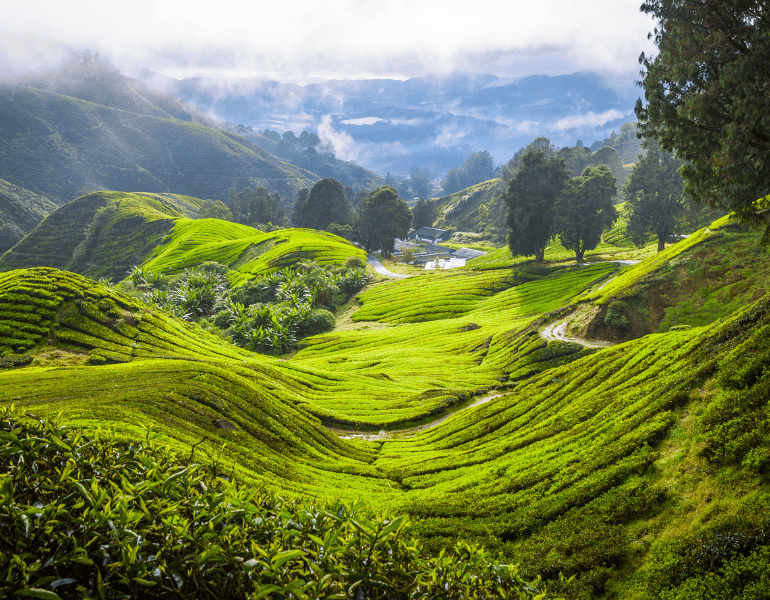 Cameron Highlands, a hill station in Malaysia