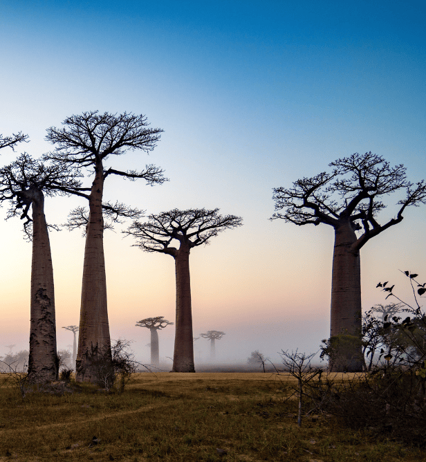 Avenue of the Baobabs in Madagascar