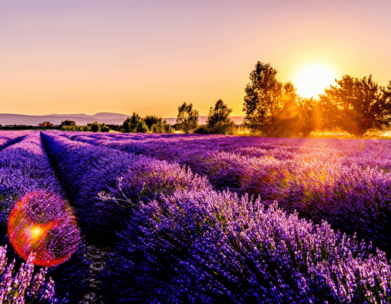 Lavender Fields
