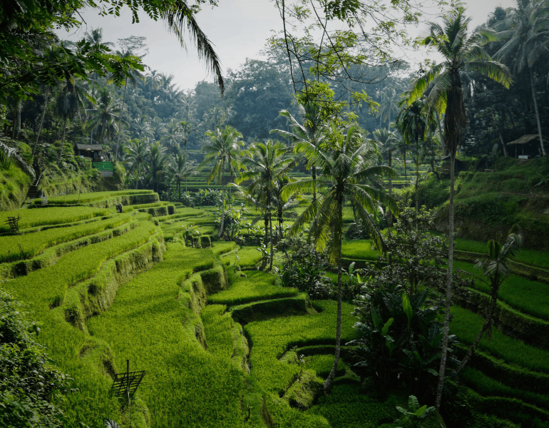 Tegallalang Rice Terraces